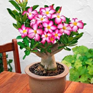 Adenium