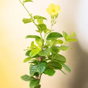 Allamanda Creeper