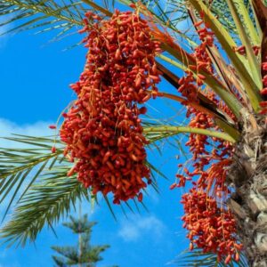 Date Palm (Phoenix dactylifera)