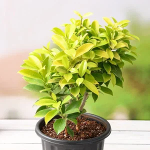 Ficus Panda