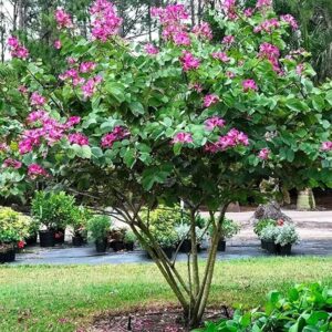 Kachnar (Bauhinia variegata)