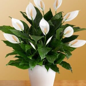 Peace Lily