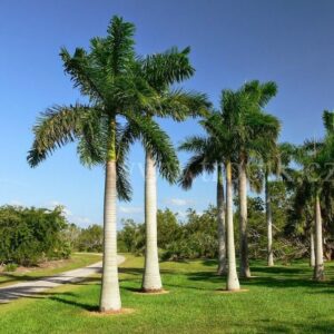 Royal Palm