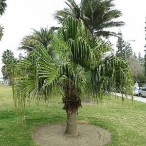 Fan Palm (Livistona)
