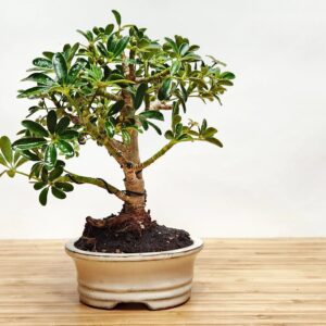 Schefflera Bonsai