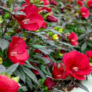 Hibiscus Hedge