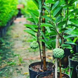 Custard Apple (Sitaphal)